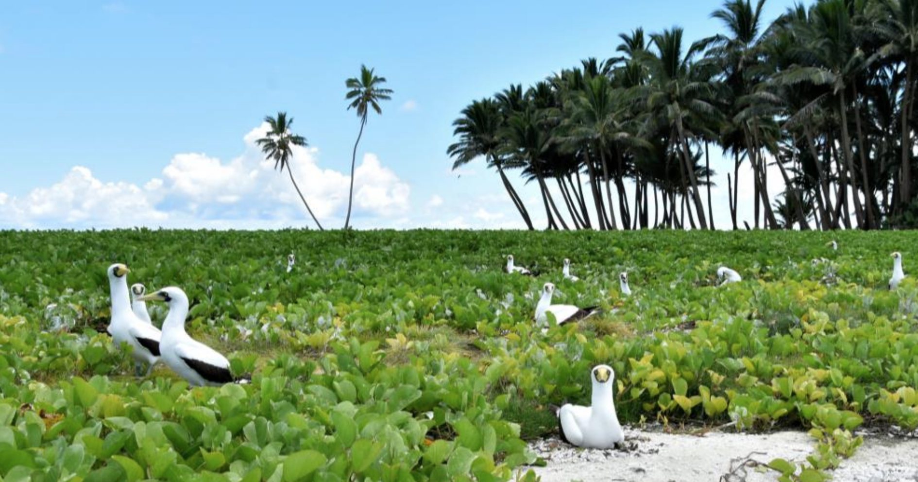 Clipperton, un asile de fous à protéger